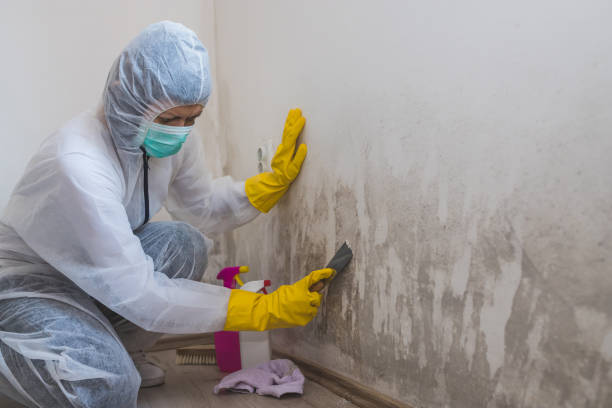 Best Mold Damage Repair  in North Lewisburg, OH