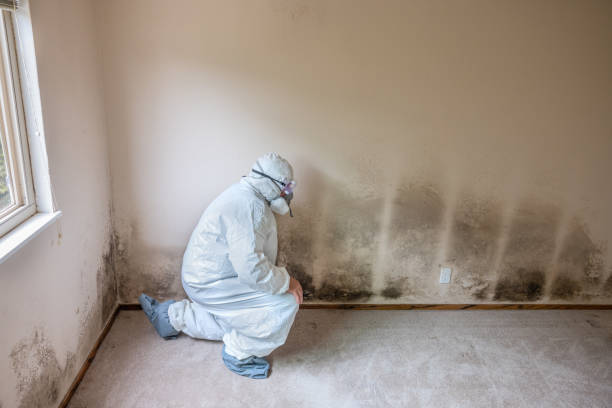 Best Mold Damage Repair  in North Lewisburg, OH