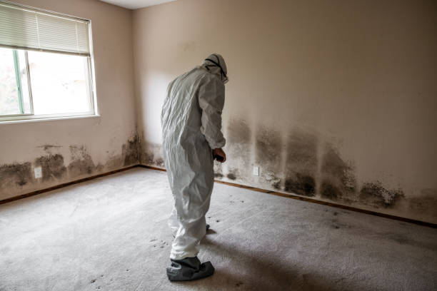 Mold Testing and Removal in North Lewisburg, OH