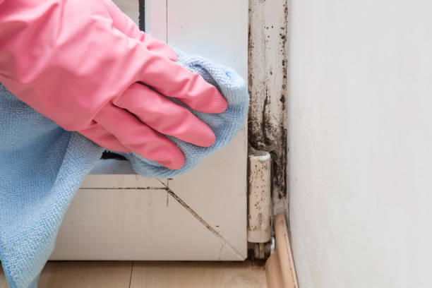 Best Mold Removal Company Near Me  in North Lewisburg, OH