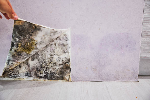 Best Residential Mold Removal  in North Lewisburg, OH